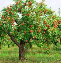 پرورش و هرس درخت سیب